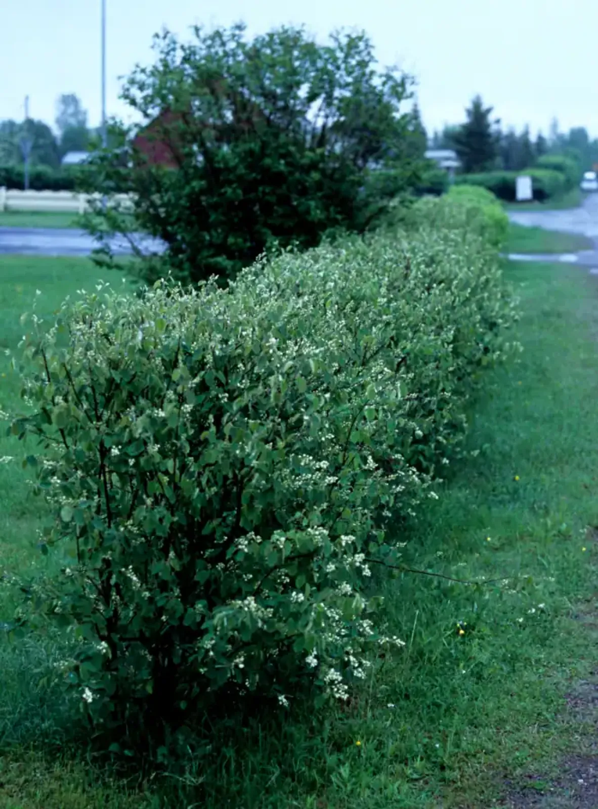 Häggmispel med vita vårblommor och ätbara blåsvarta bär, en vacker och nyttig häckväxt.