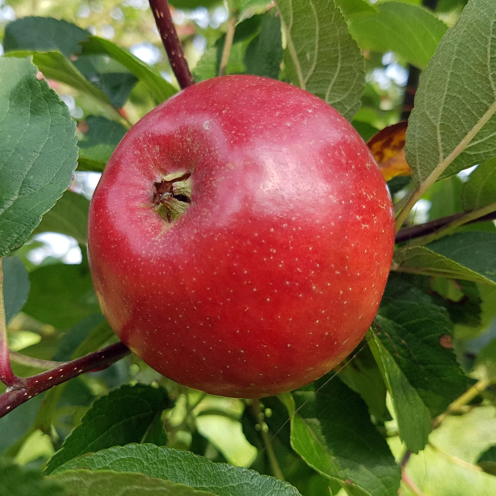 Äpple FOLKE® E - bild 1
