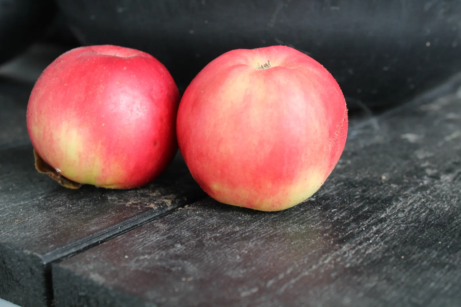 Äpple 'Mio' E - bild 1