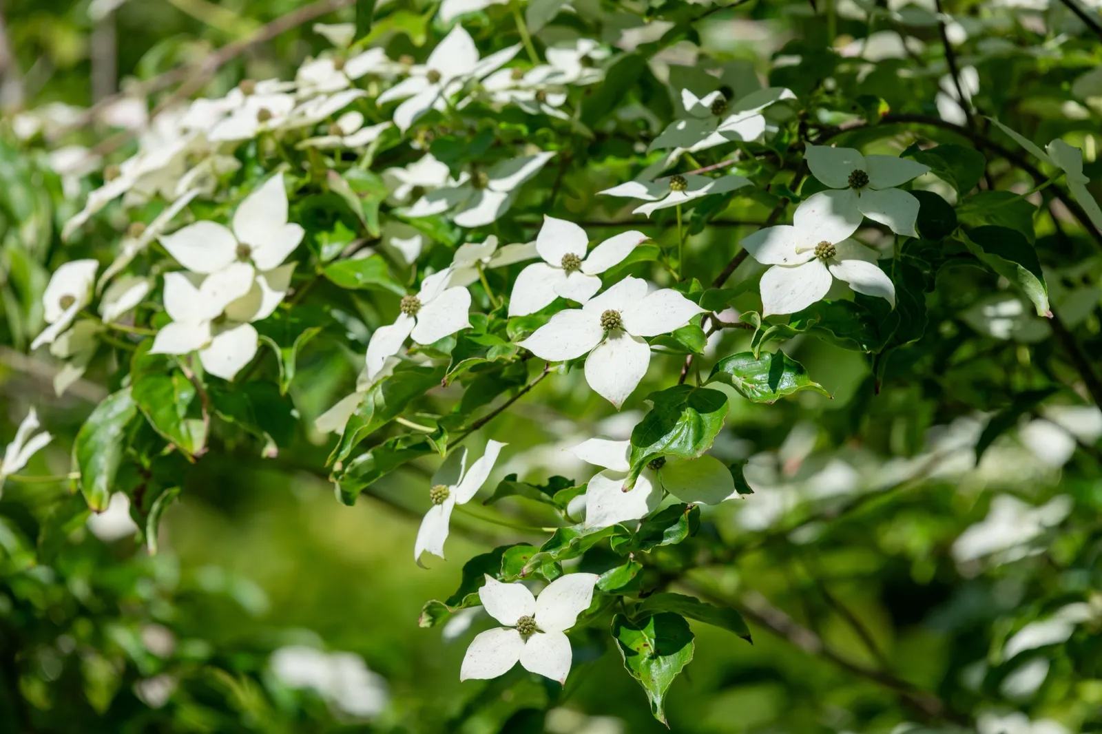 Koreansk blomsterkornell - bild 6