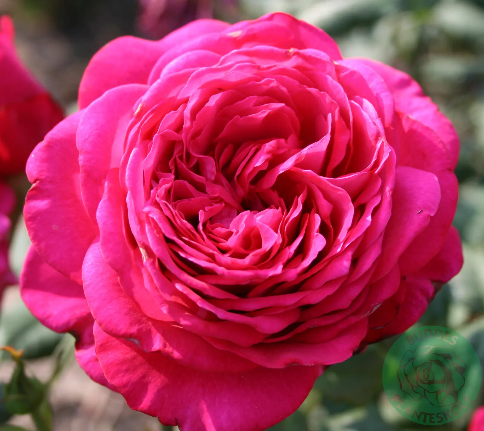 Tehybridros JOHANN WOLFGANG VON GOETHE ROSE ('Tan04179'PBR) - bild 1