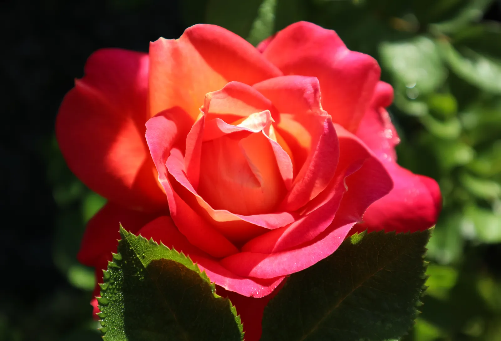 Floribundaros MIDSUMMER ('Tan02280'PBR) - bild 3