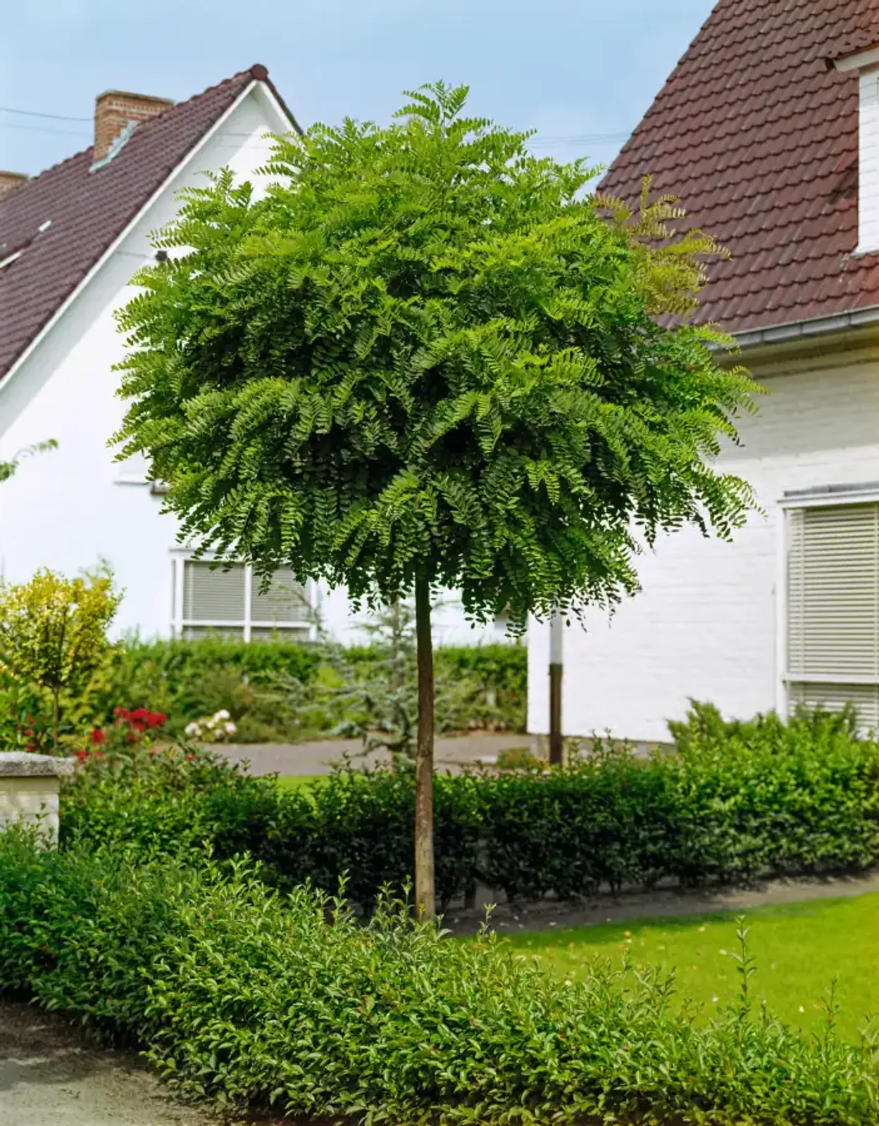Klotrobinia 'Umbraculifera', Högstammat träd — detalj 6