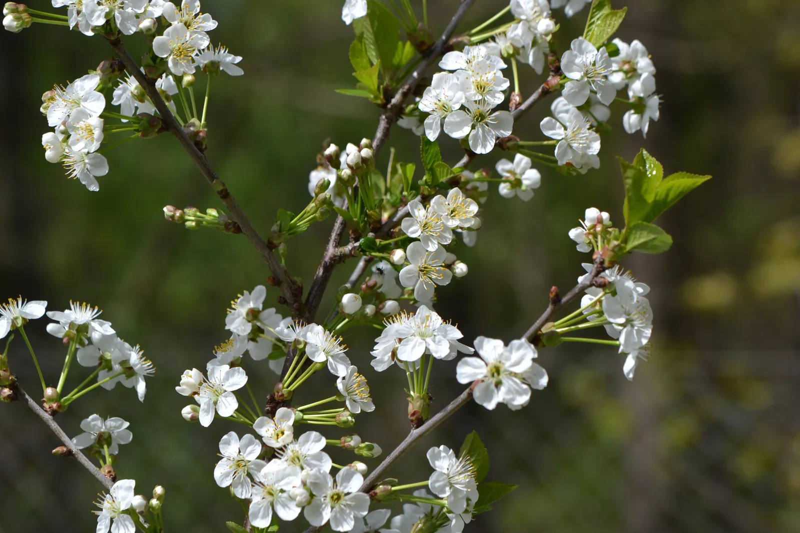 Surkörsbär 'Berit' - bild 6