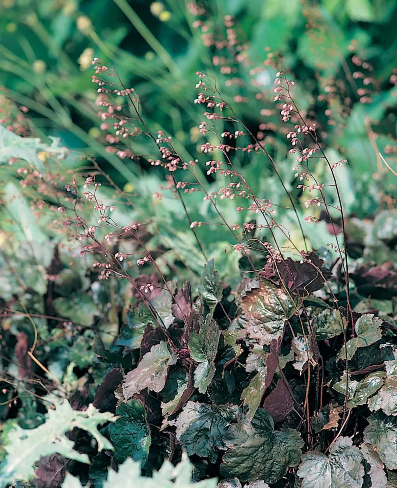 Alunrot 'Rachel' med korallrosa blad och rosa blommor, färgstark perenn för skuggiga platser.