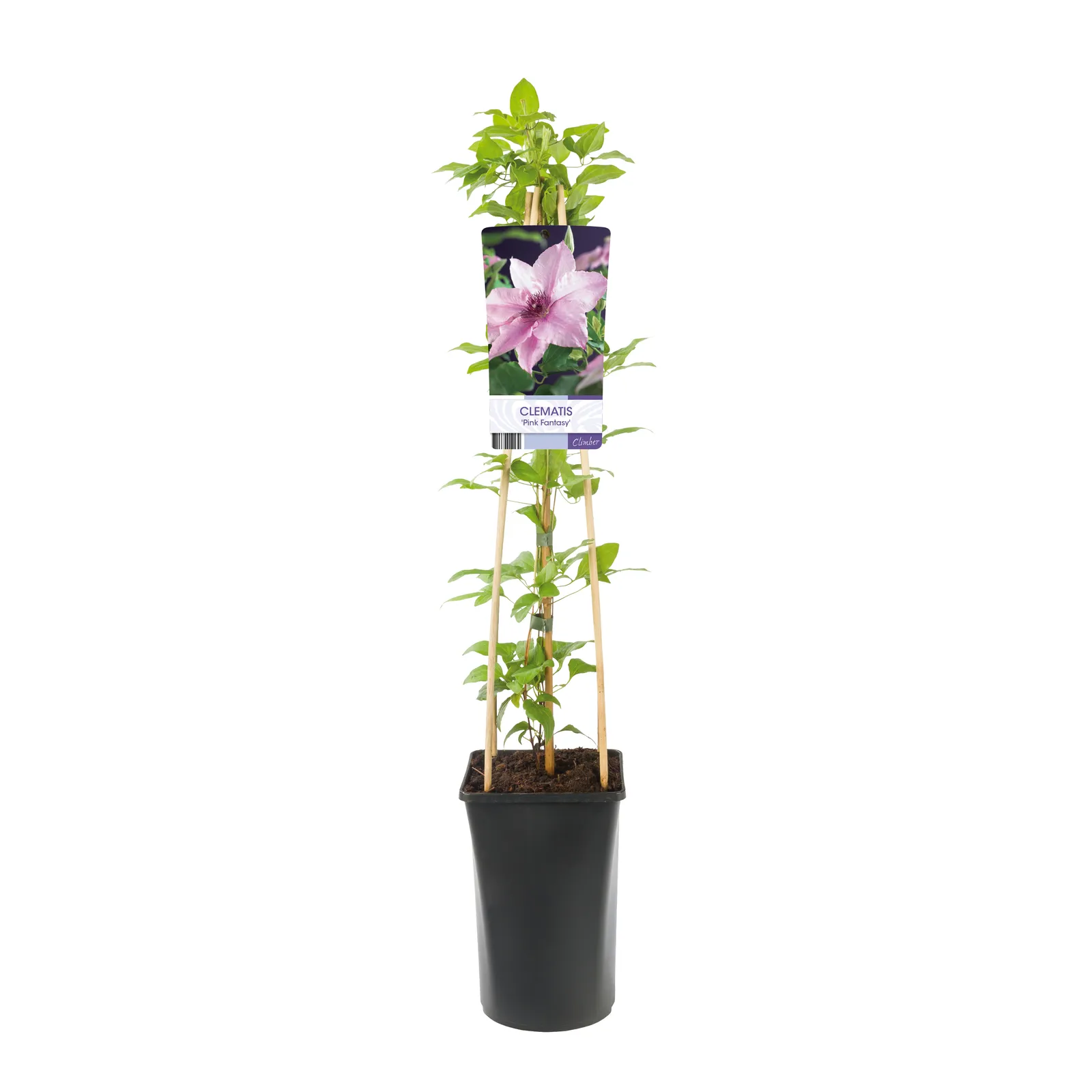 Klematis (Sena Storblommiga Gruppen) 'Pink Fantasy' - bild 2