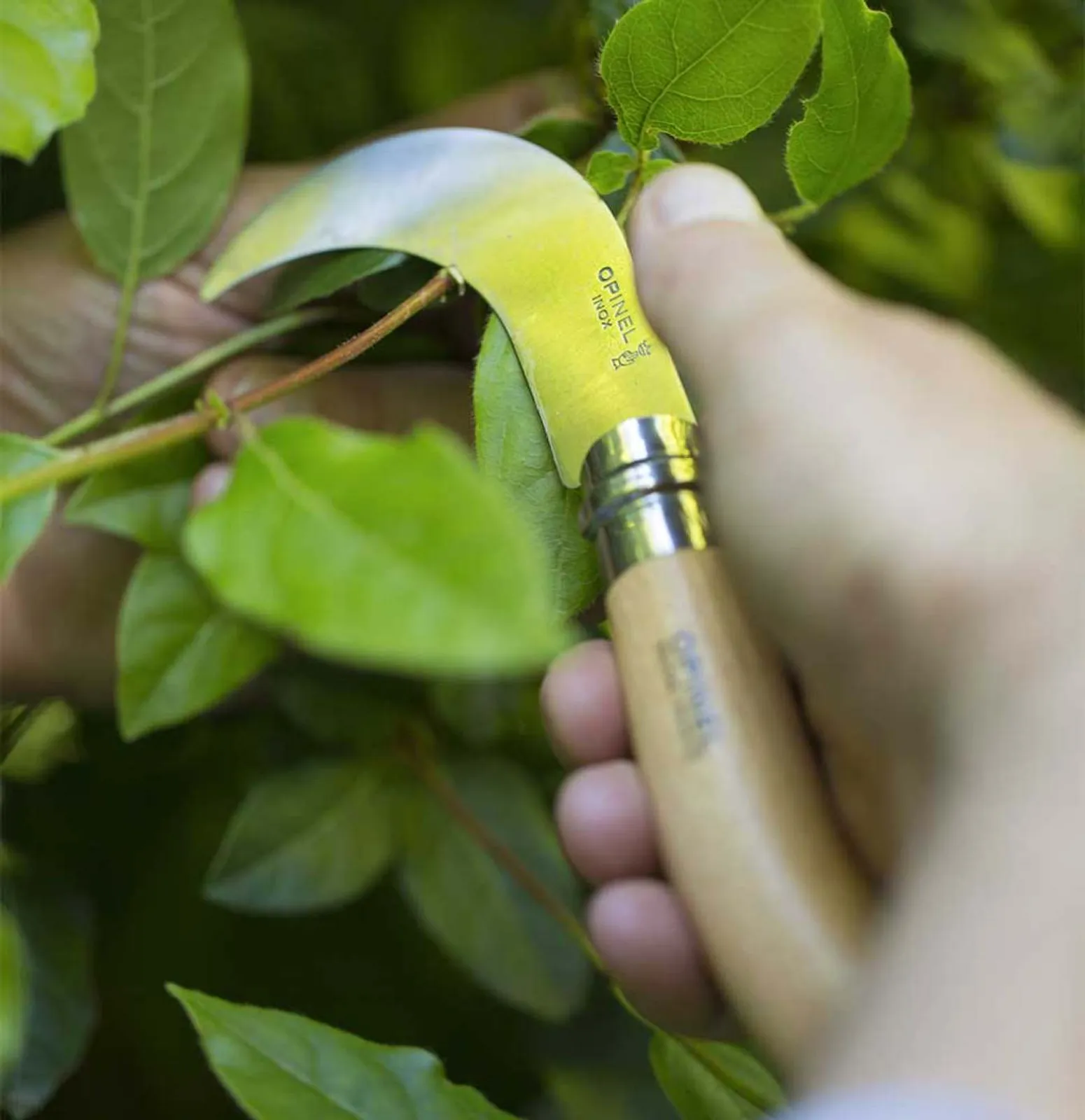 Opinel N10 beskärningskniv i praktisk användning - böjt blad skär effektivt genom växtmaterial
