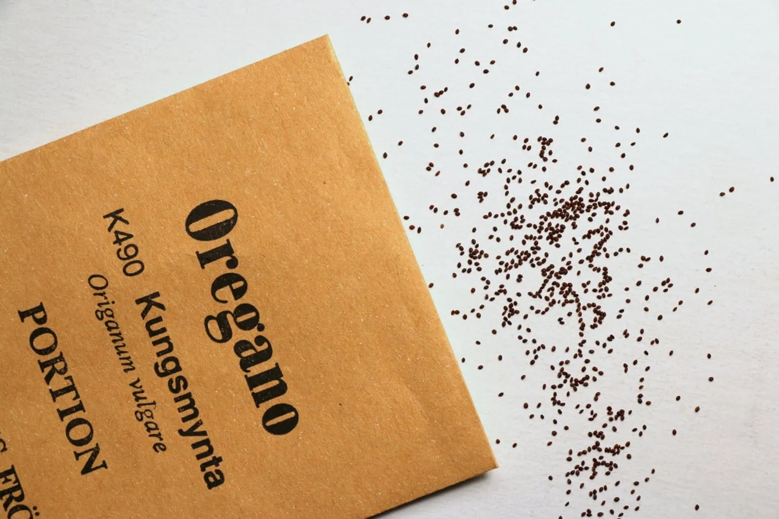 Kungsmynta oregano ekofrö med aromatisk kryddväxt
