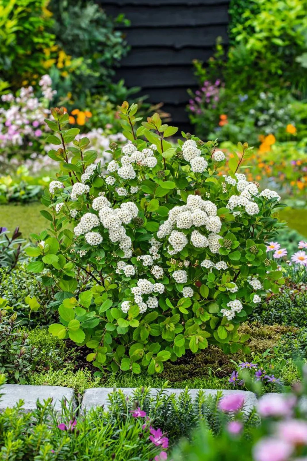Björkspirea 'Tor' E, 10-15 cm — närbild