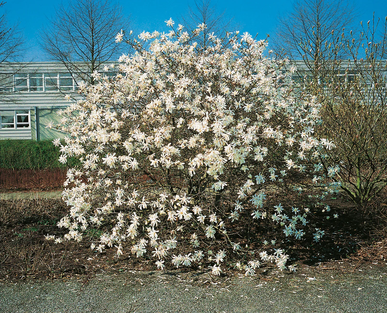 Stjärnmagnolia 'Royal Star' - bild 2
