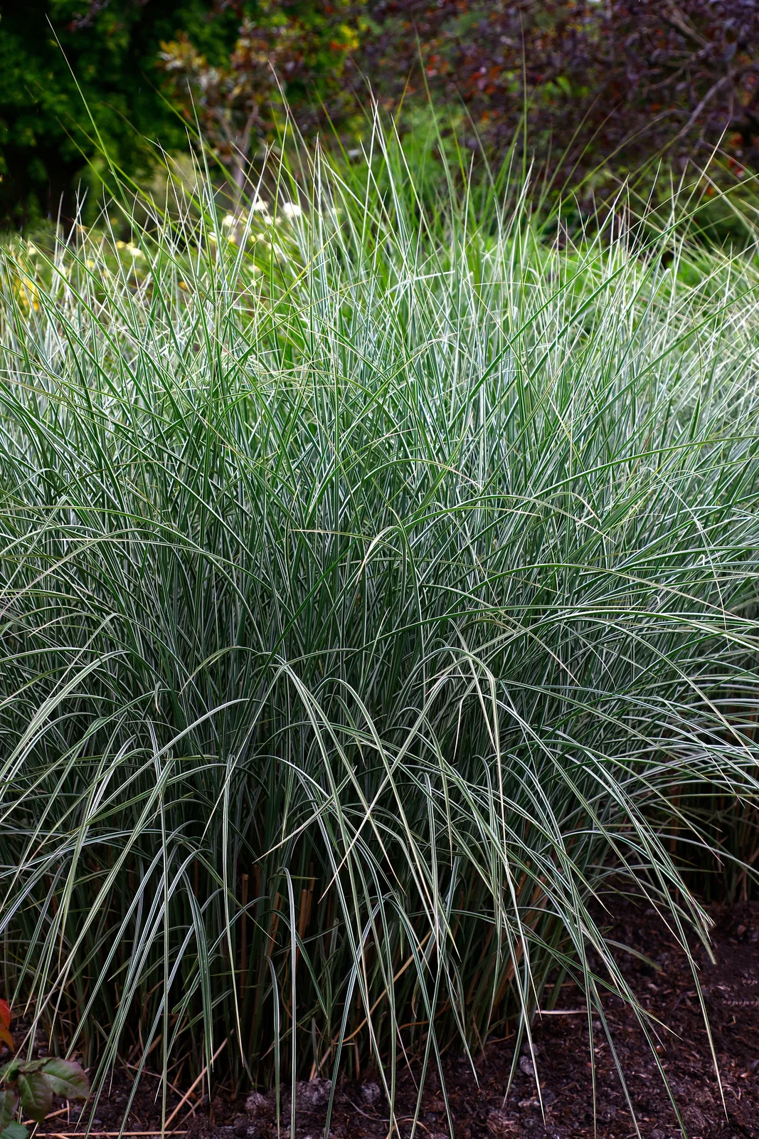 Glansmiskantus 'Morning Light', syn. japanskt gräs, 2L - bild 3