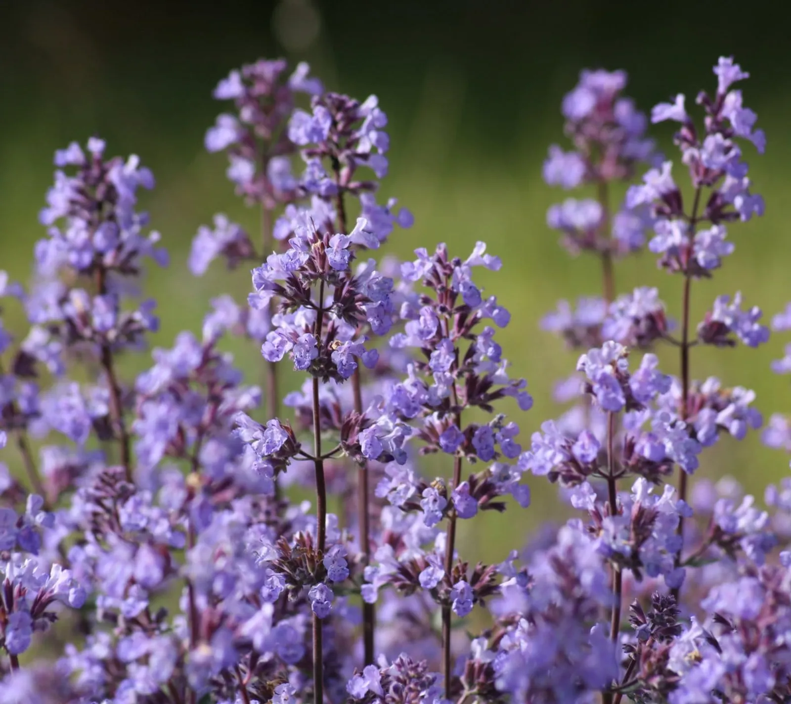 Bergnepeta nepeta frö med lila nepetablommor