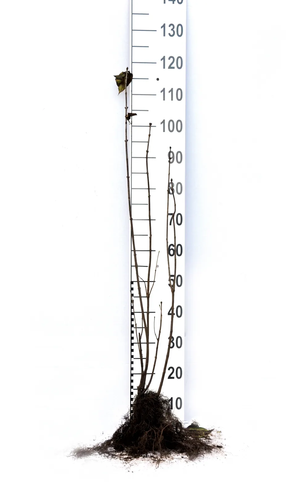 Syren, 50-80 cm, 2-4 gr - bild 9