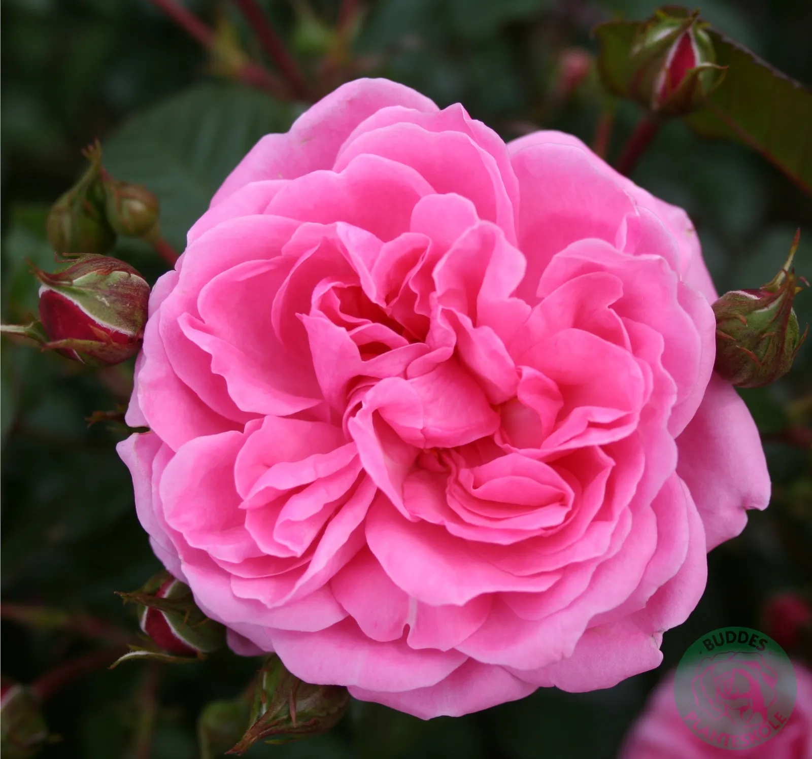 Floribundaros BERLEBURG ('Poulbella') - bild 1
