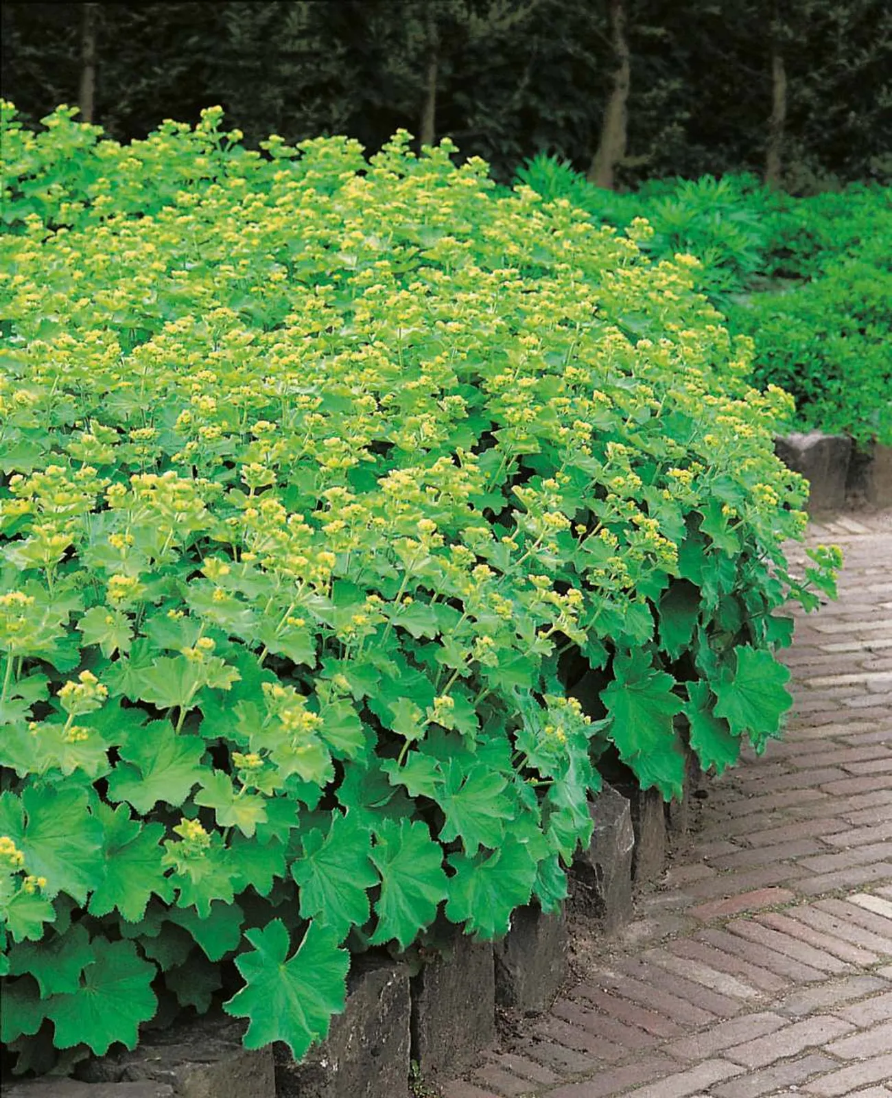 Jättedaggkåpa med stora veckade blad som samlar glittrande daggdroppar, en klassisk perenn.