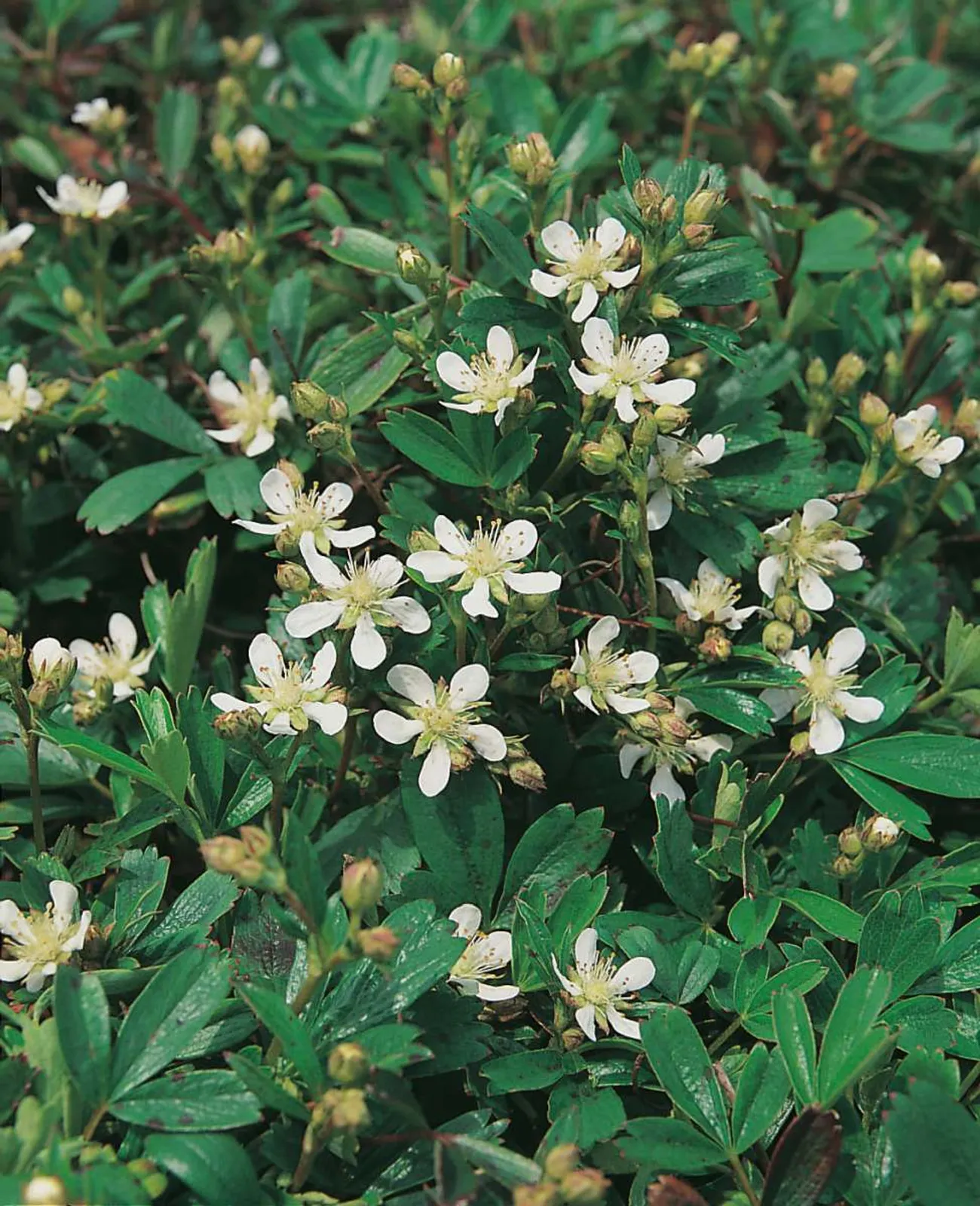 Tretandsfingerört 'Nuuk' med gula blommor, kompakt marktäckare för stenpartier och torra lägen.