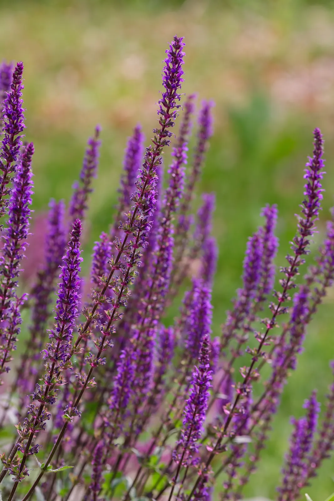Stäppsalvia 'Amethyst' - bild 4