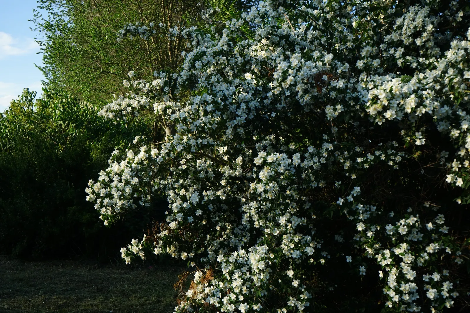 Doftschersmin - bild 5