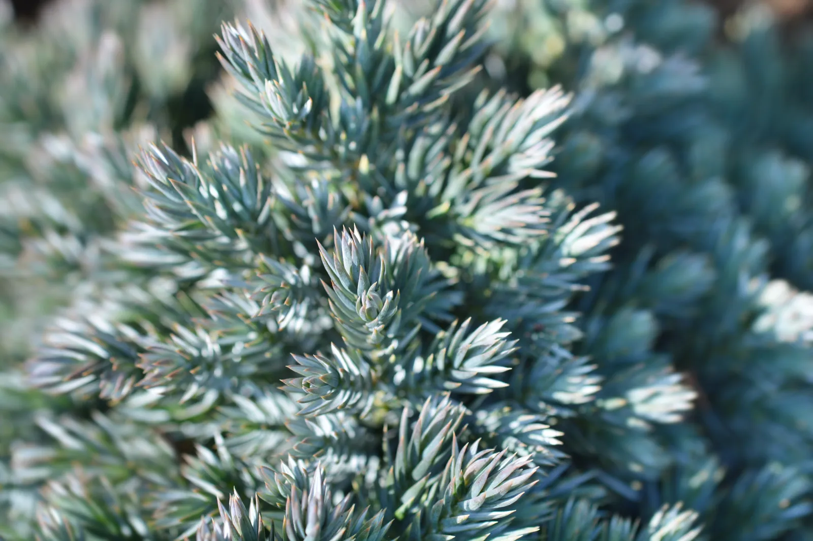 Himalaya-en 'Blue Star', 20-25 cm - bild 5