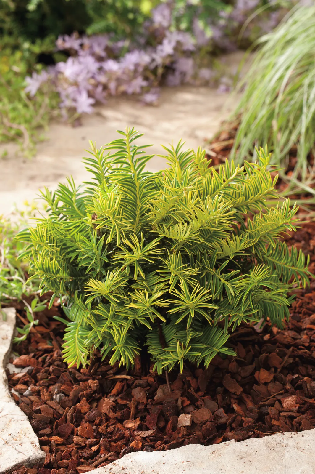 Idegran 'Summergold', 30-40 cm - bild 1