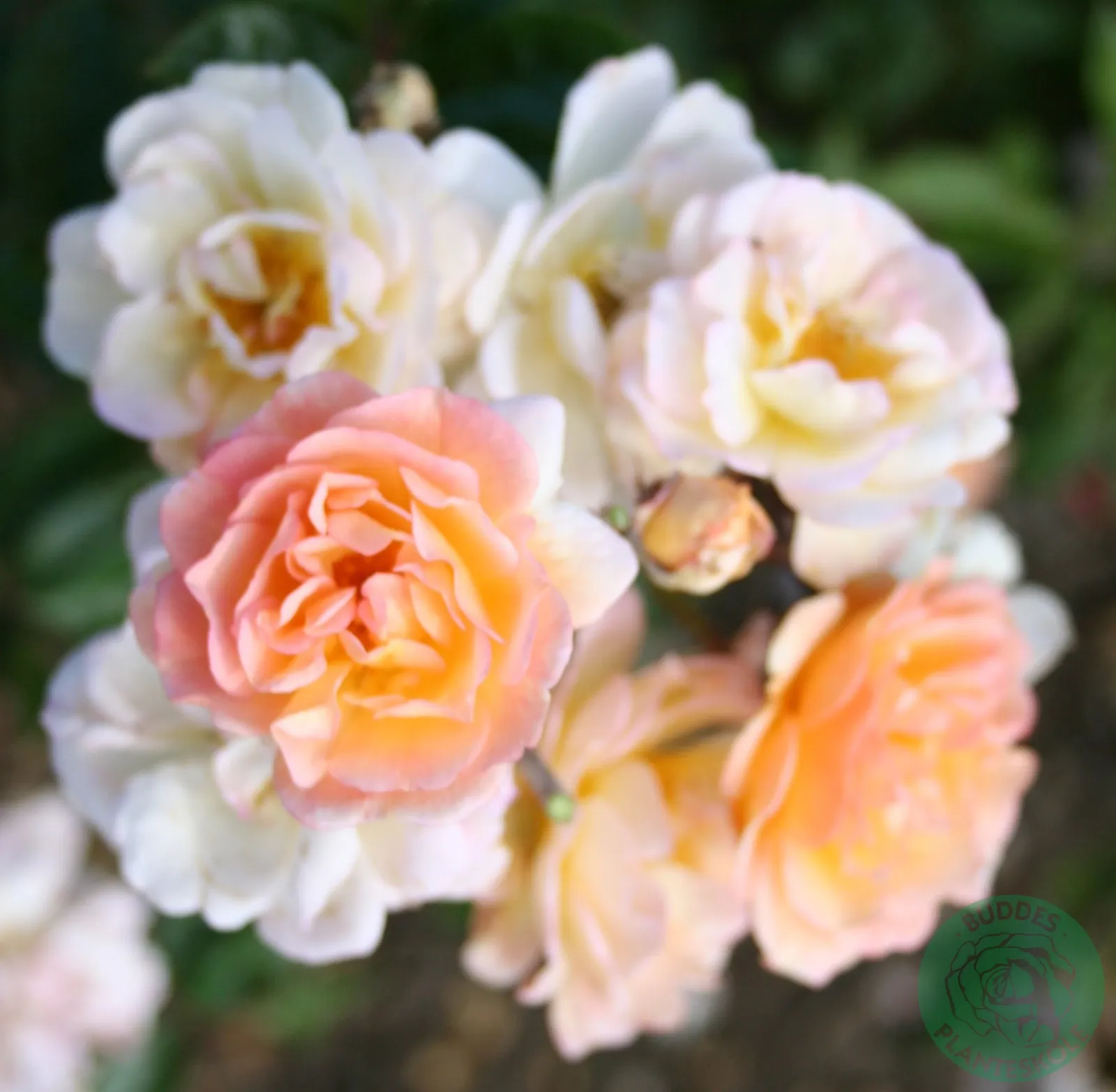Moschata-ros 'Ghislaine de Féligonde' - bild 1