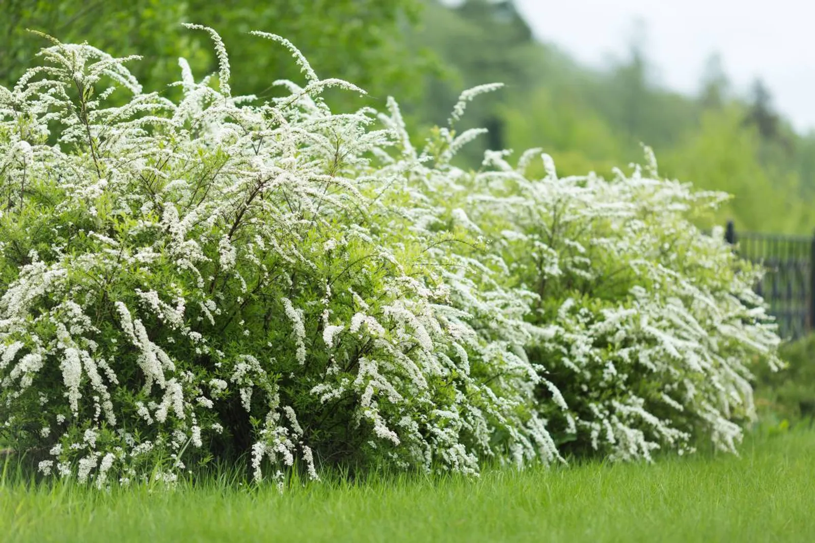 Norskspirea 'Grefsheim', 60-100 cm, Goliat — närbild