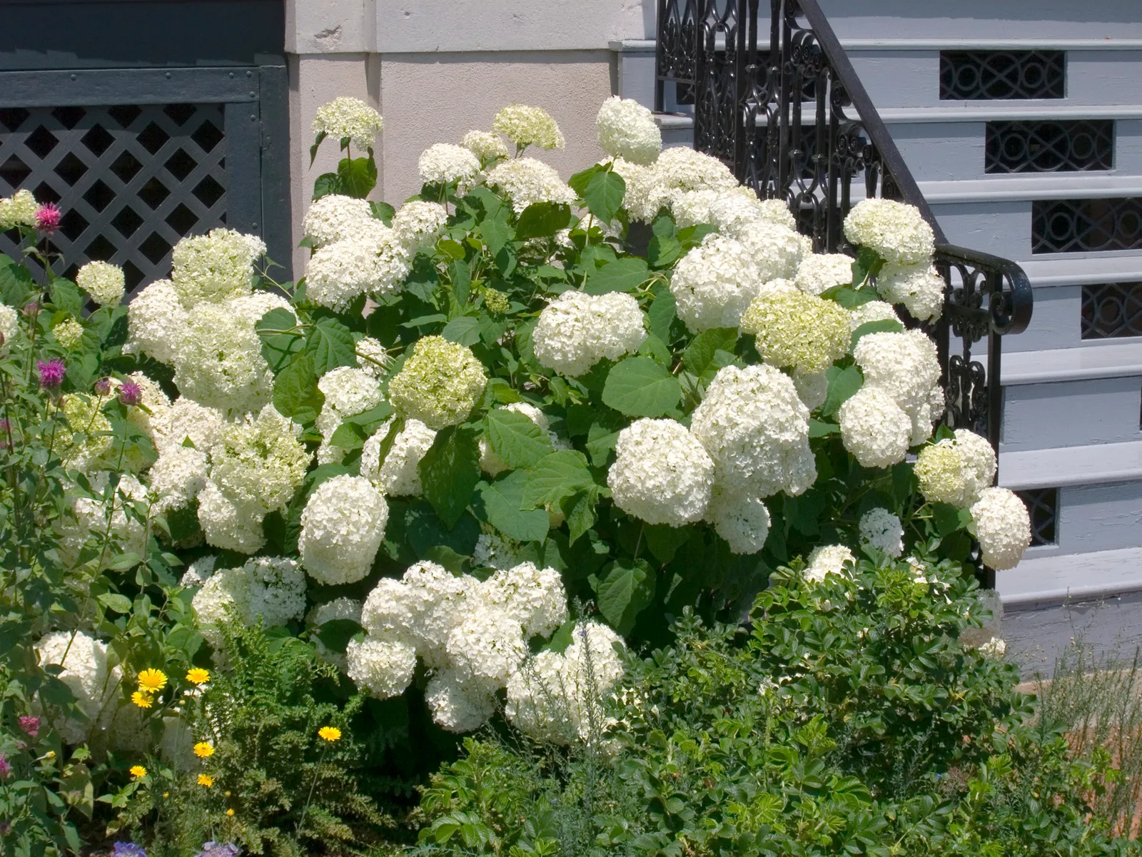 Vidjehortensia 'Annabelle' - bild 1