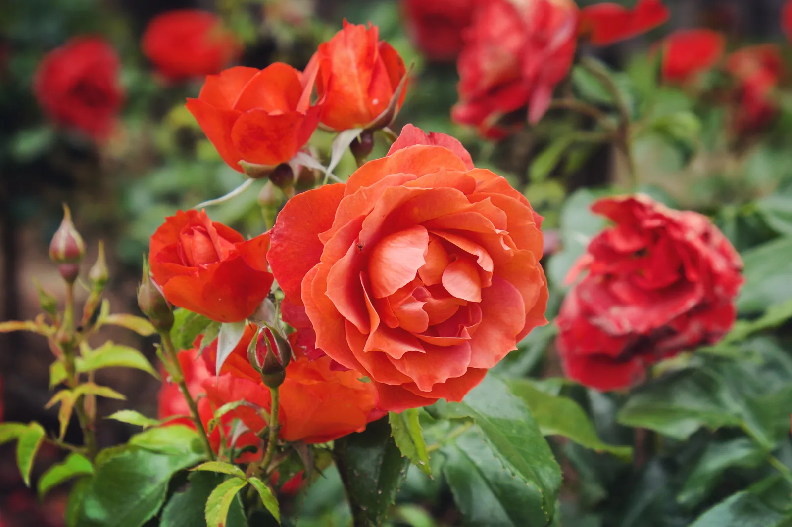 Floribundaros HOT CHOCOLATE ('Wekpaltlez') - bild 6