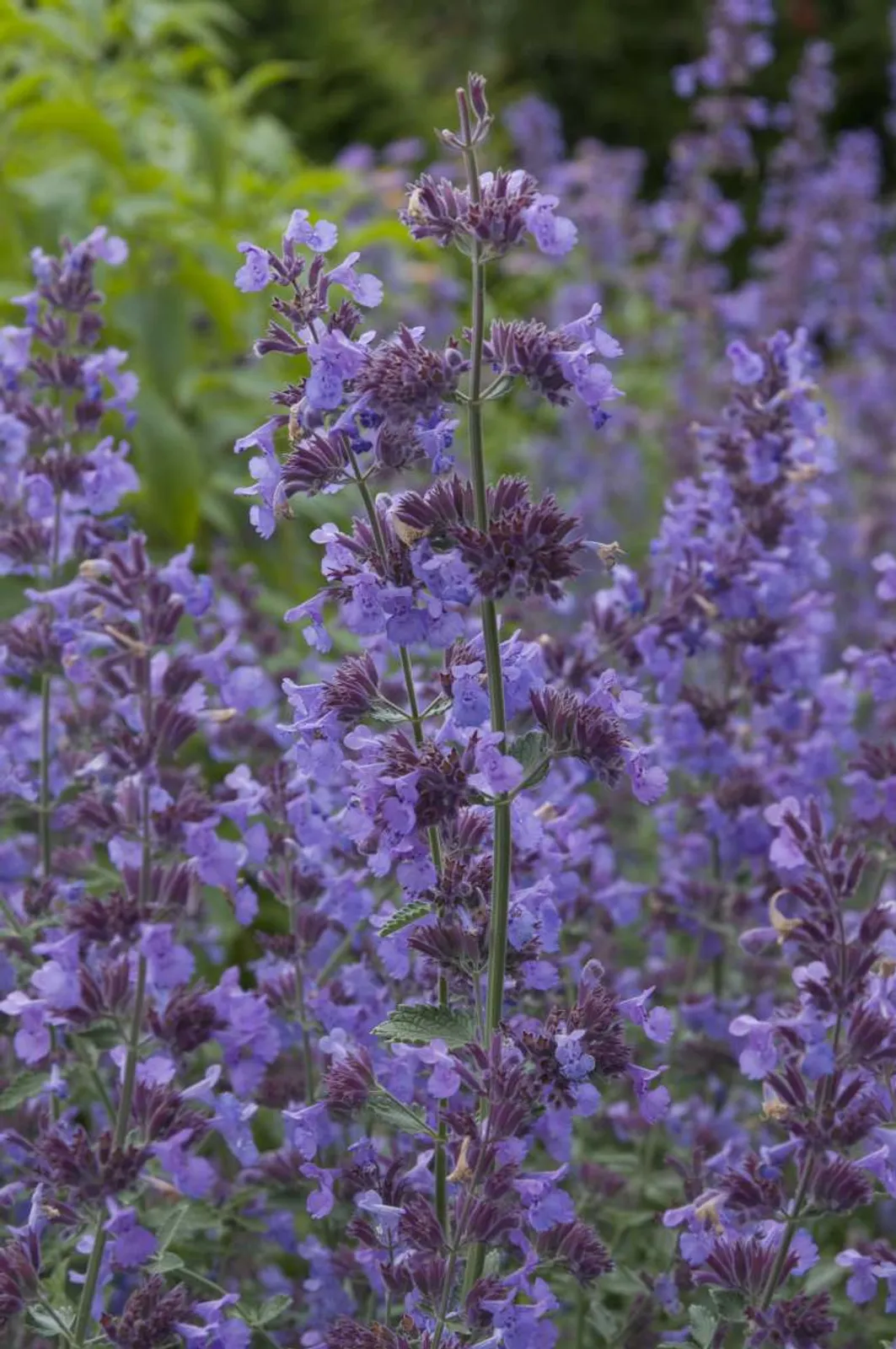 Kantnepeta 'Walker's Low' med lavendelblå blommor, långblommande perenn som lockar pollinerare.