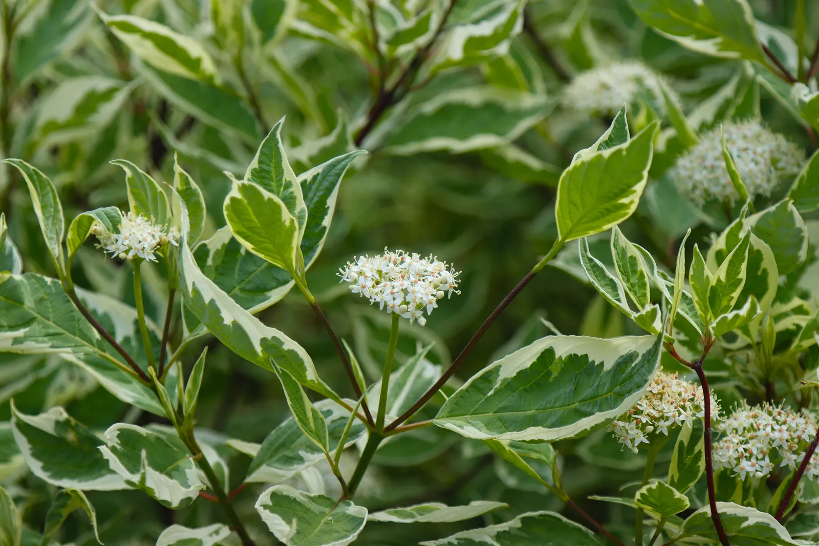 Rysk kornell 'Elegantissima' - bild 6