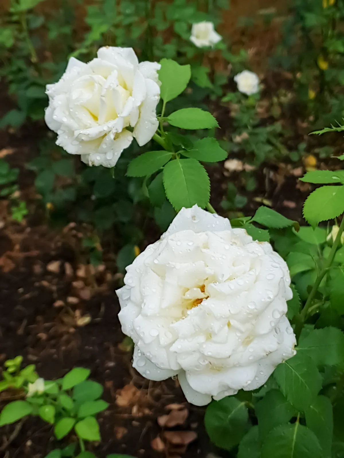Tehybridros MEMOIRE ('Korzuri') - bild 5