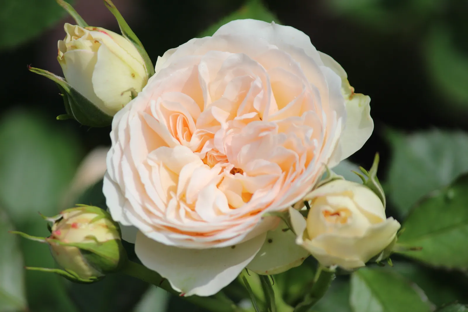 Floribundaros PASTELLA ('Tan98130'PBR) - bild 3
