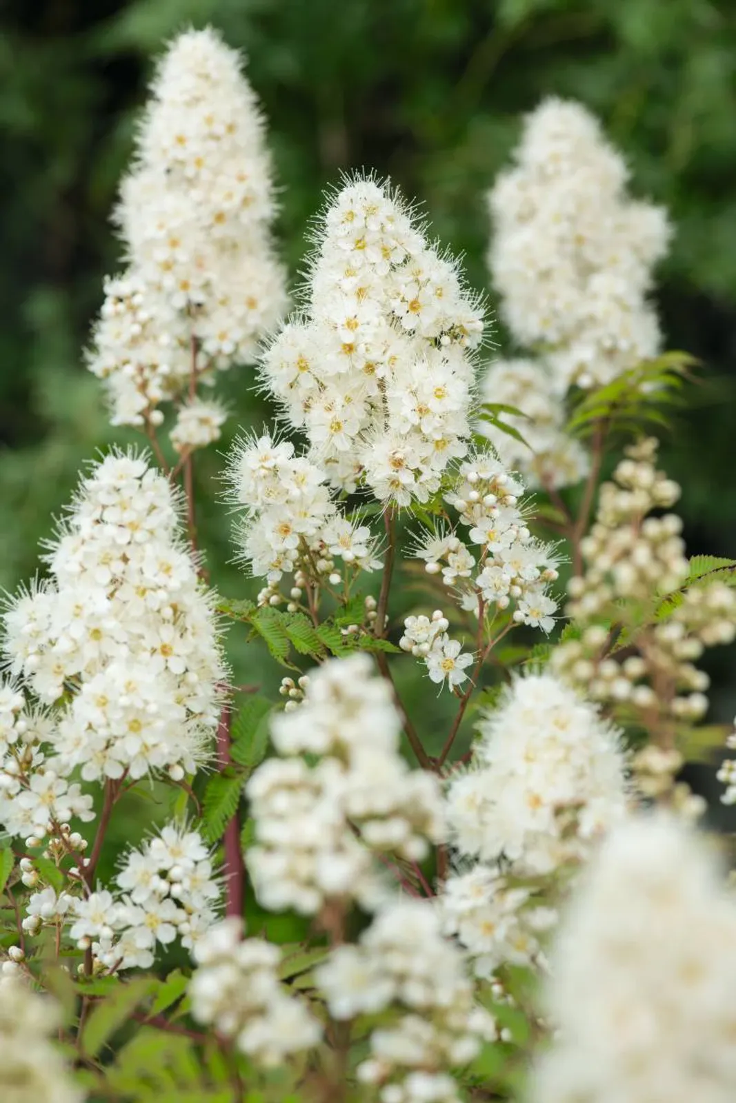Liten rönnspirea 'Maia' E, 20-40 cm — närbild