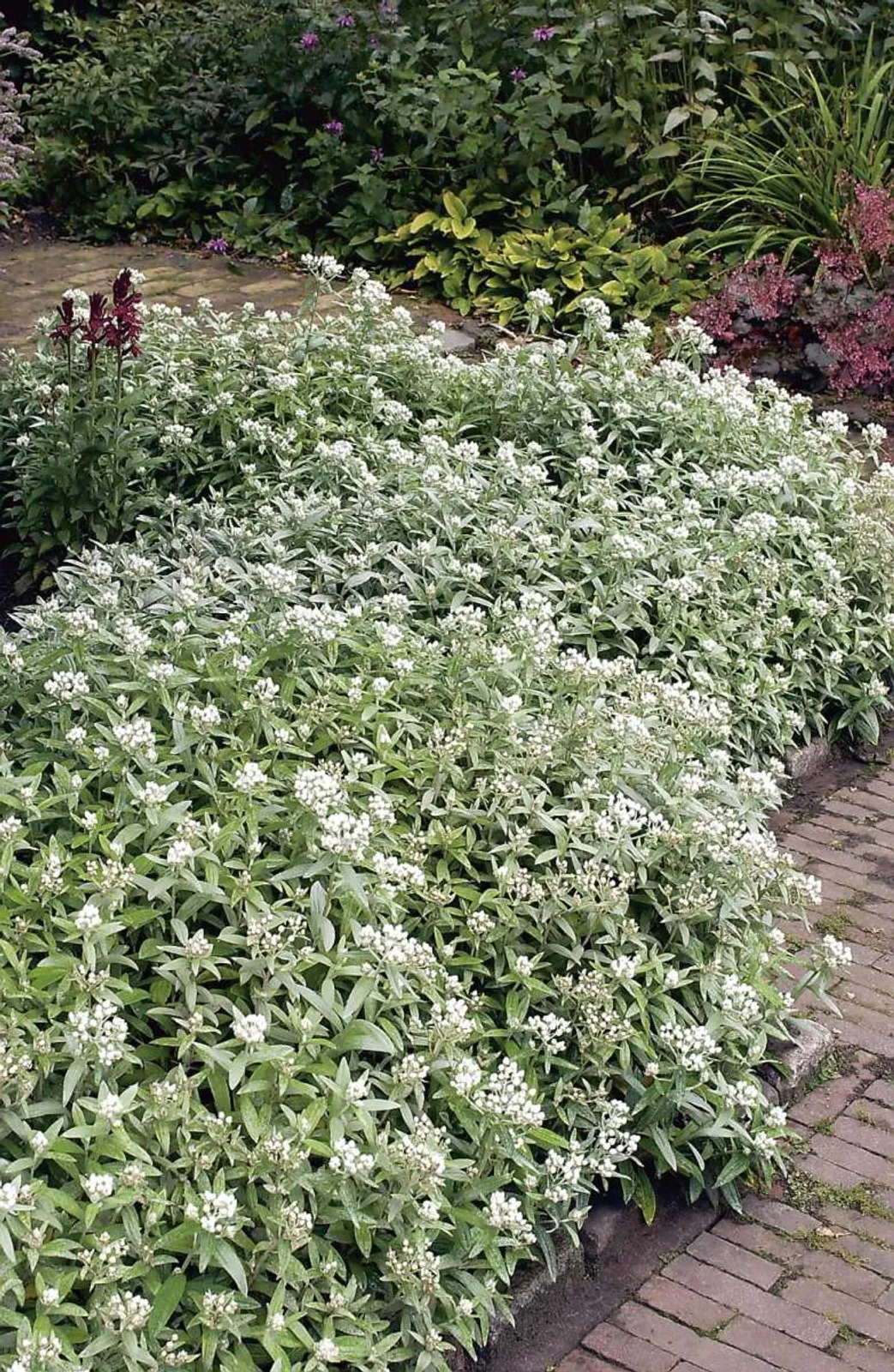Ulleternell med silvervita ulliga blomhuvuden och grågrön bladrosett, en torktålig perenn.