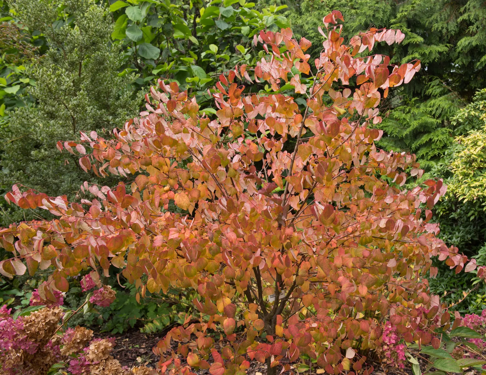 Katsura - bild 1
