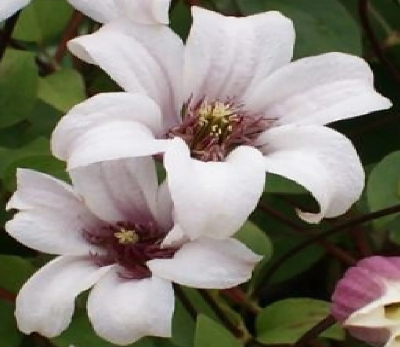Texensis-klematis PRINCESS KATE ('Zoprika'PBR) - bild 1