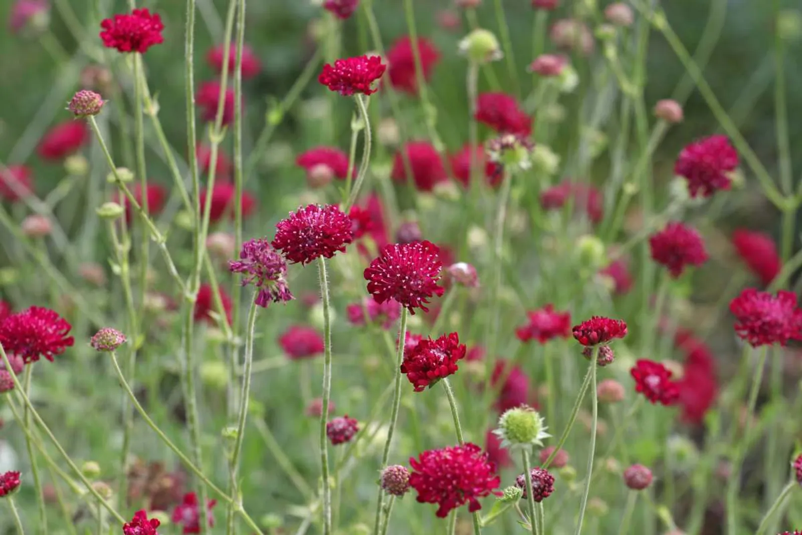 Grekvädd 'Mars Midget' med lila-rosa blomhuvuden, kompakt perenn perfekt för rabatter och stenpartier.