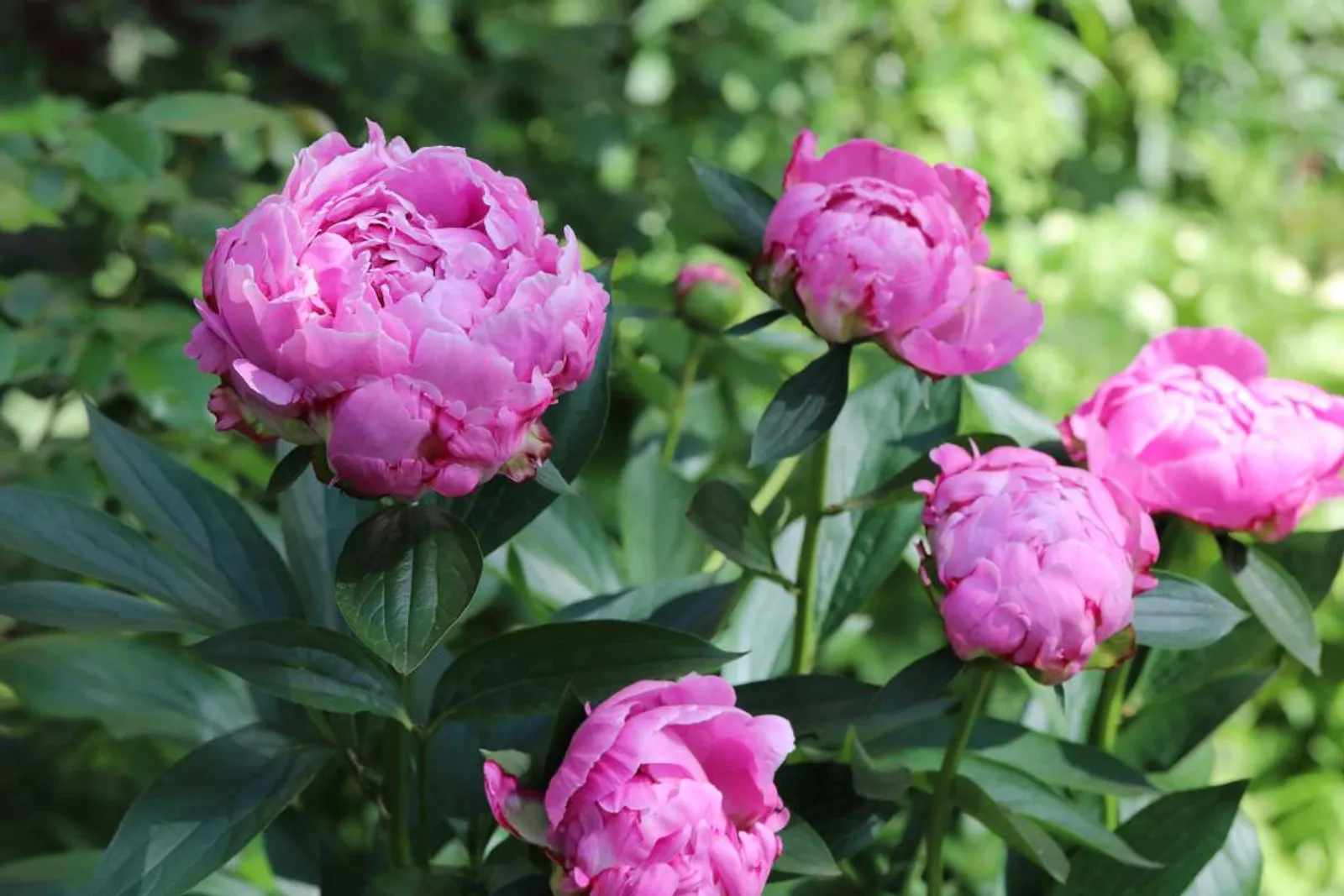 Luktpion 'Alexander Fleming' med stora, doftande rosa blommor och gröna blad, perfekt för trädgården eller som snittblommor.