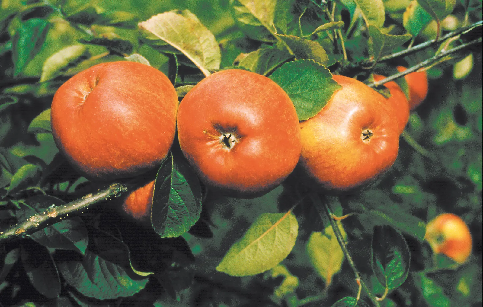 Äpple 'Cox's Pomona' - bild 2