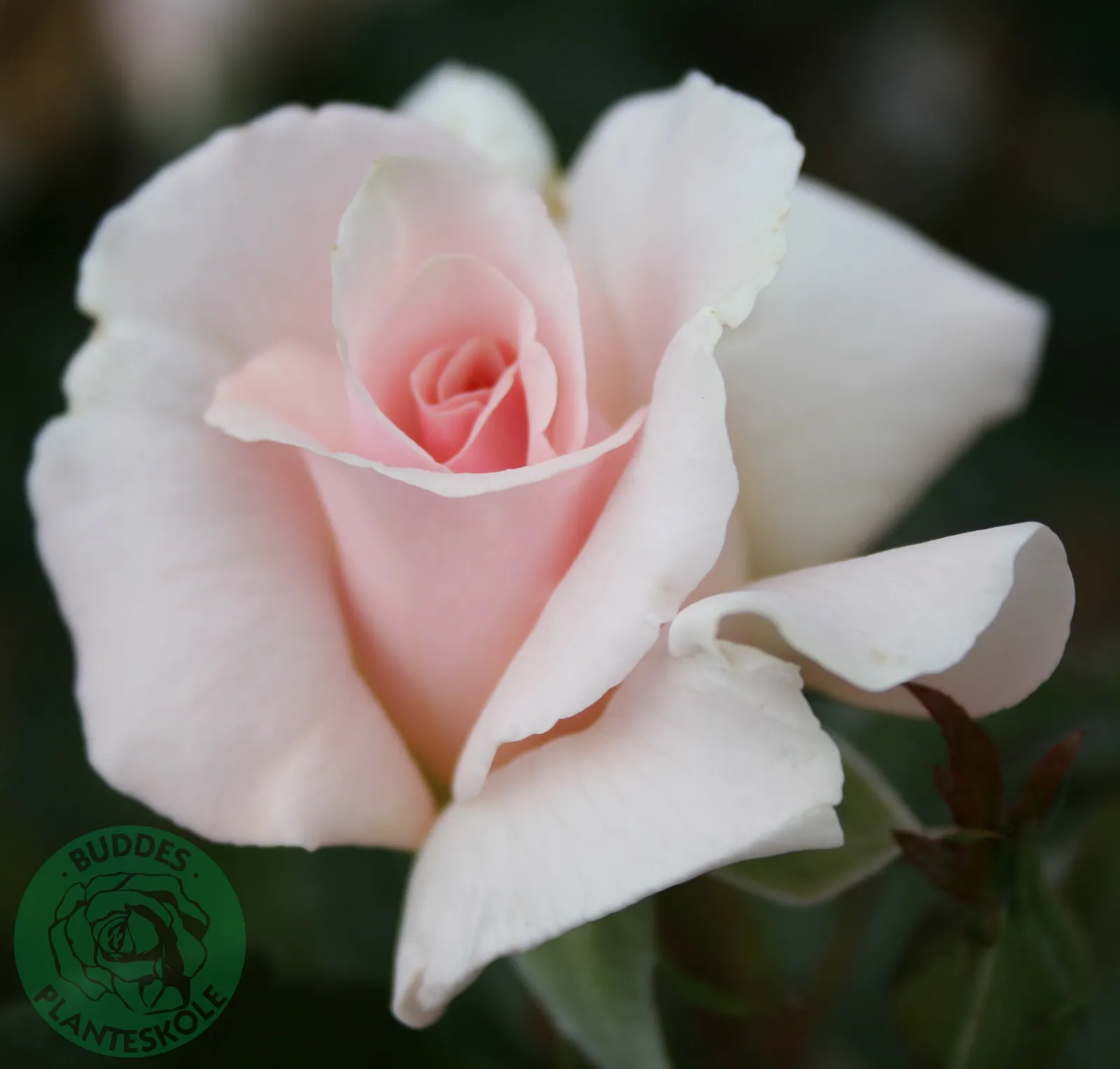 Tehybridros A WHITER SHADE OF PALE ('Peafanfare'PBR) - bild 1