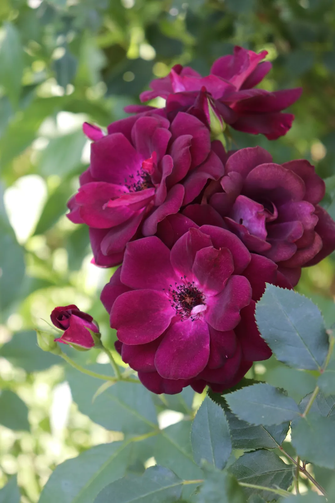 Floribundaros 'Burgundy Iceberg'PBR - bild 4