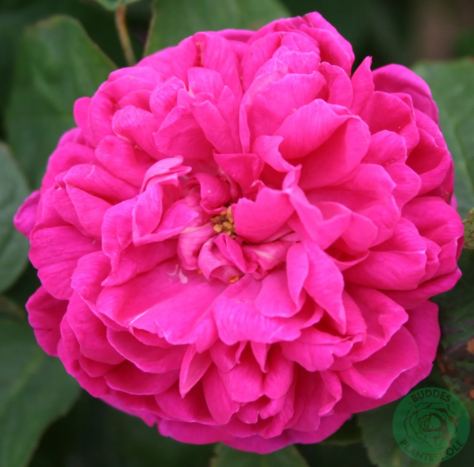Höstdamascenerros 'Rose de Rescht' - bild 2