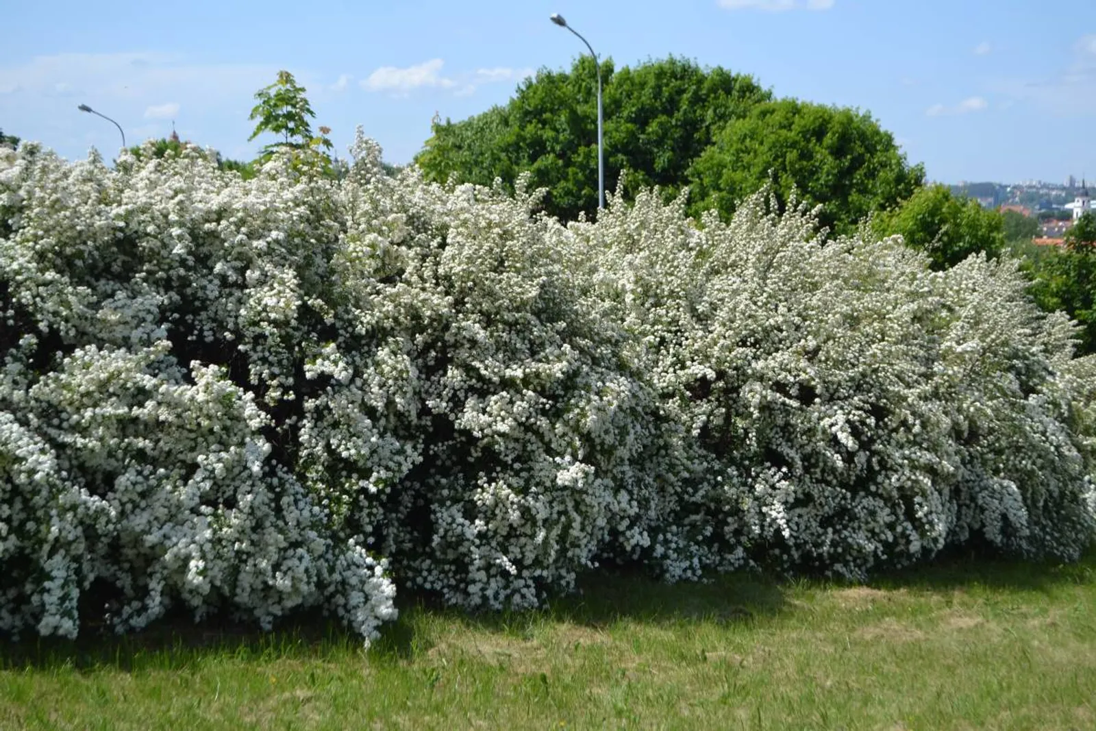 Bukettspirea, 80-100 cm, Goliat — närbild