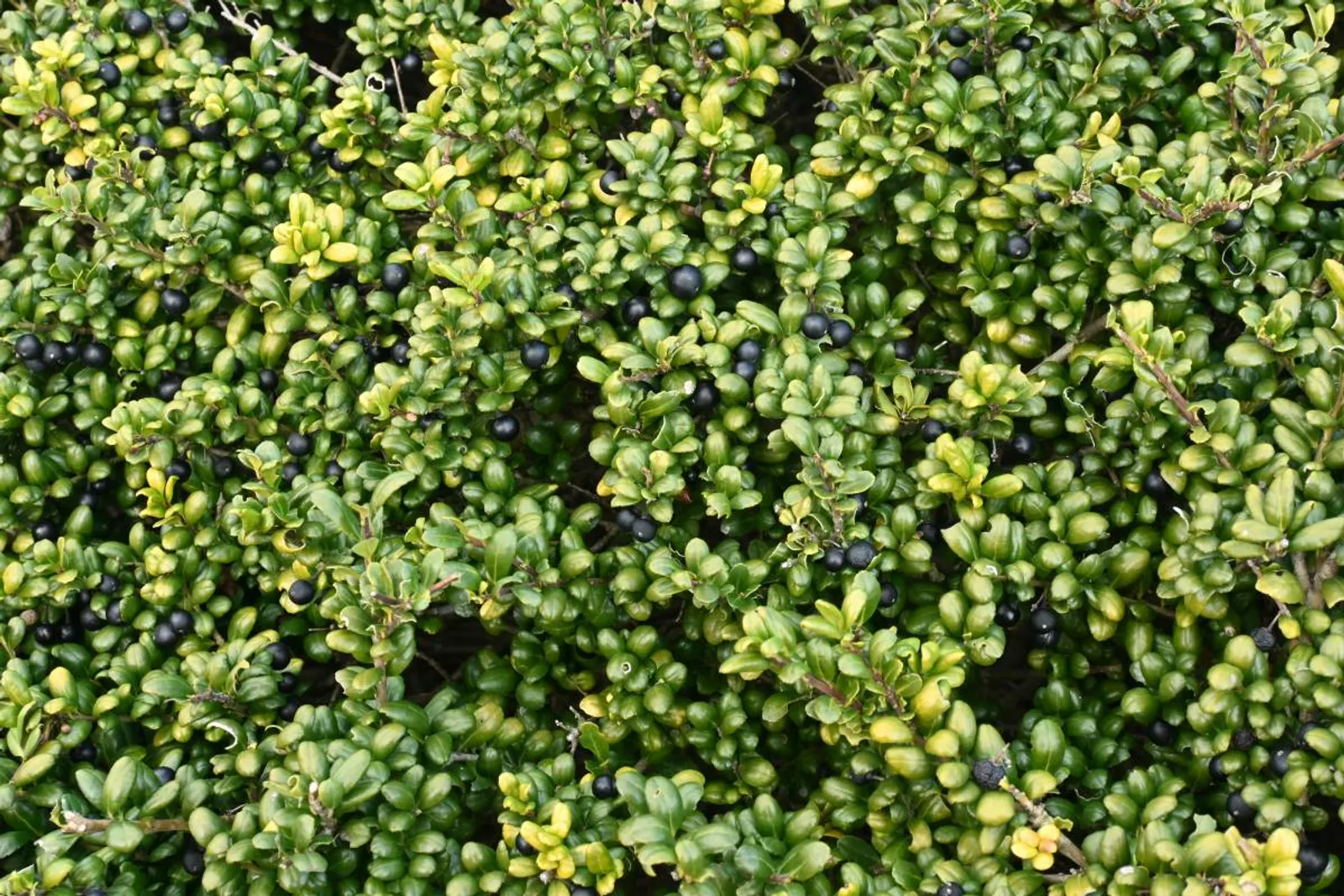 Japansk järnek 'Convexa', 10-20 cm — närbild