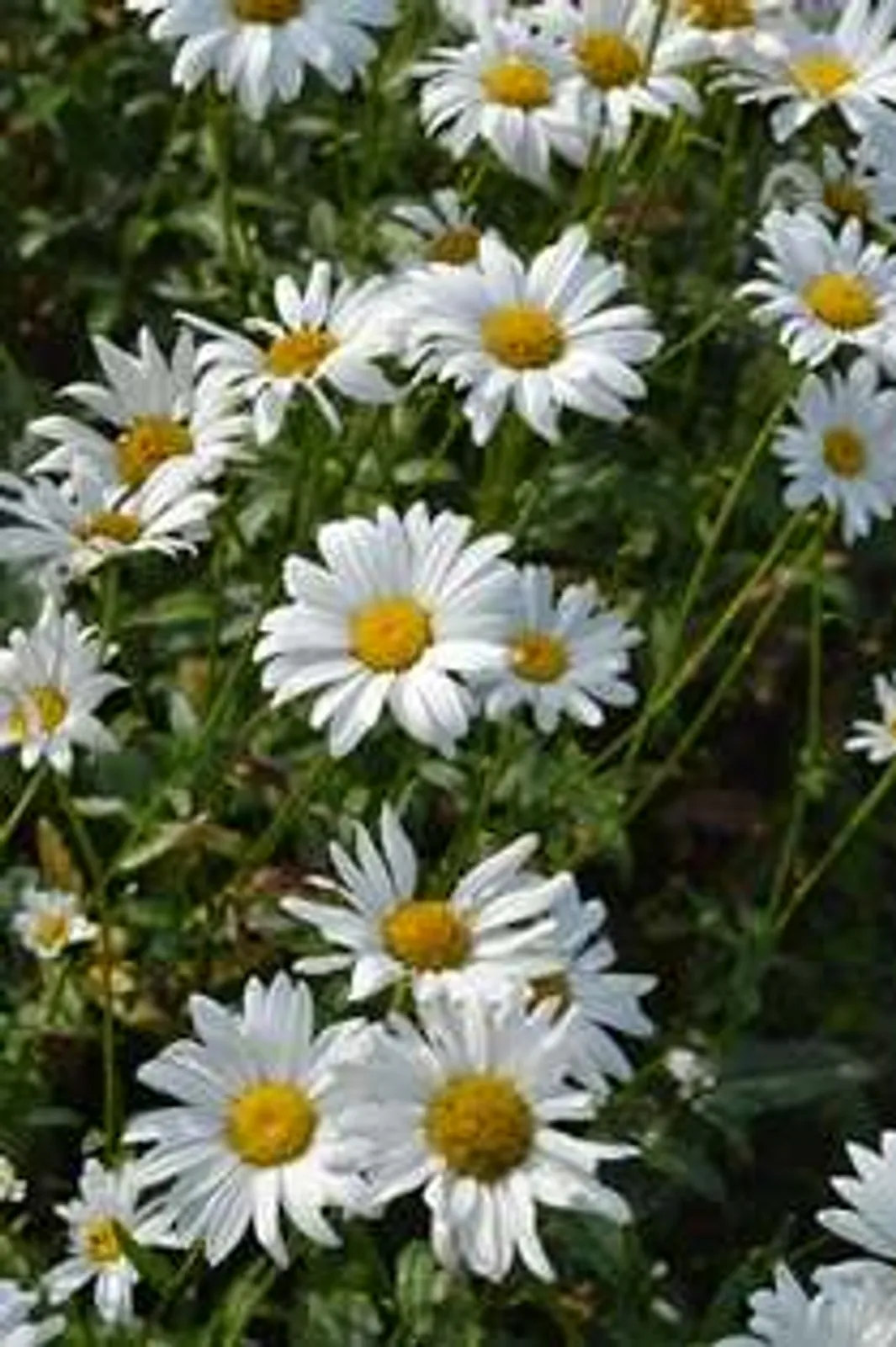 Jätteprästkrage 'Bröllopsgåvan' med stora vita blommor, klassisk perenn för sommarrabatter.