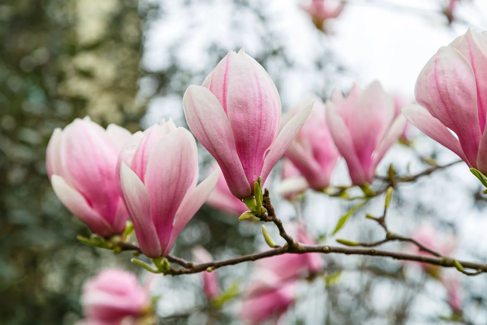 Praktmagnolia - bild 7