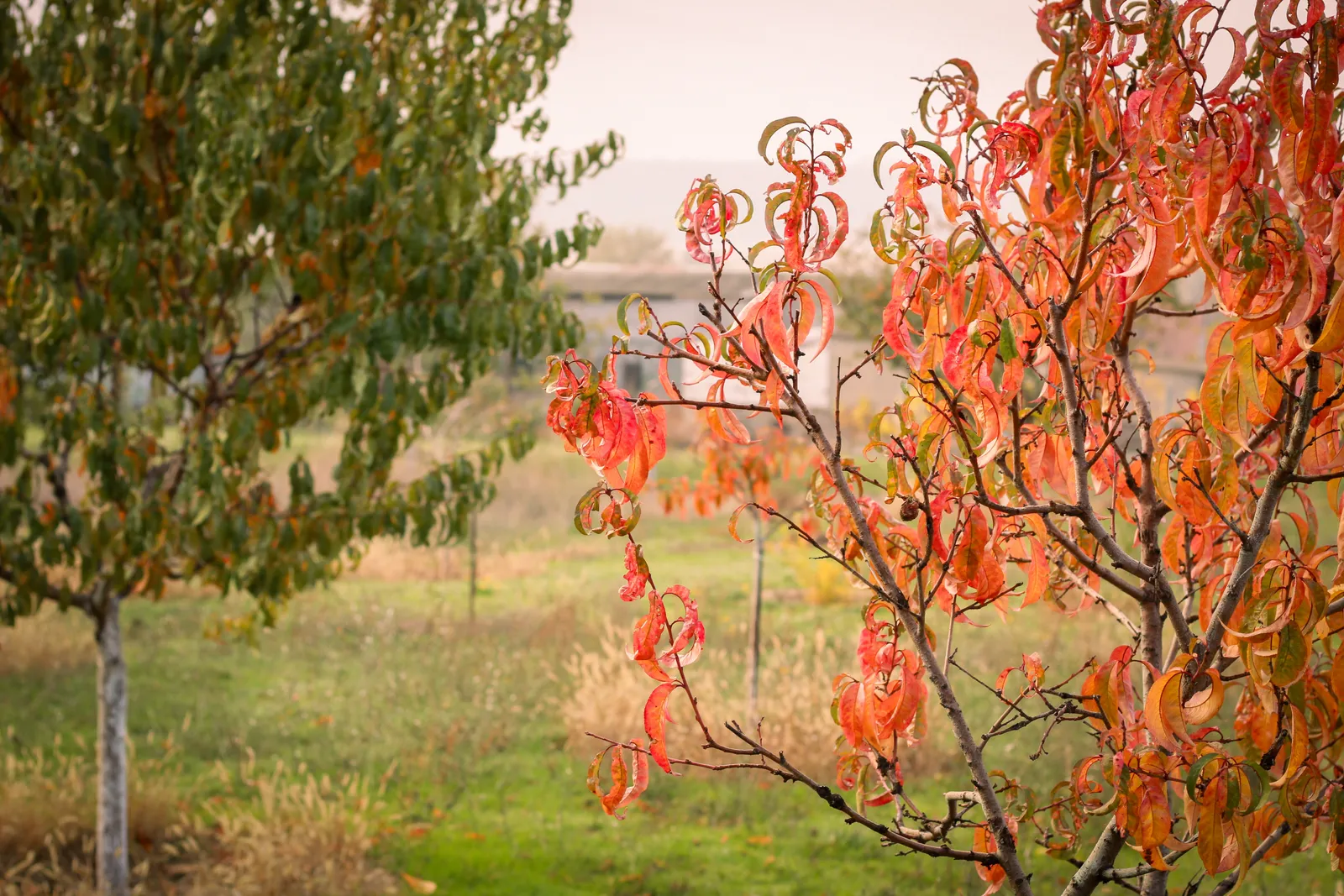 Persika 'Frost' - bild 6
