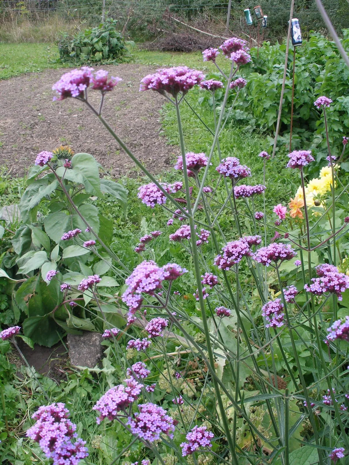 Jätteverbena ekofrö med höga lila blomklasar