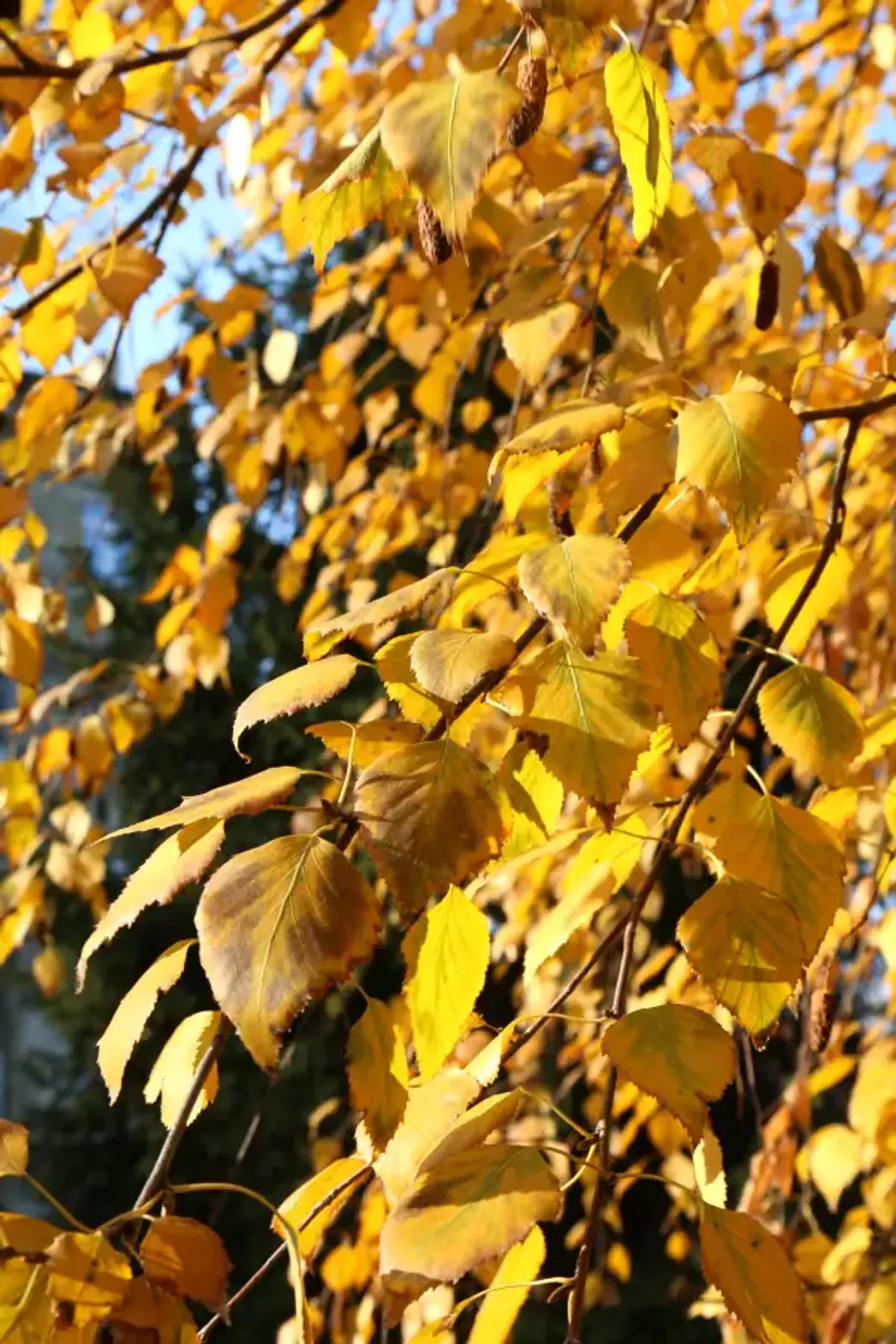 Vårtbjörk, 60-100 cm — detalj 2