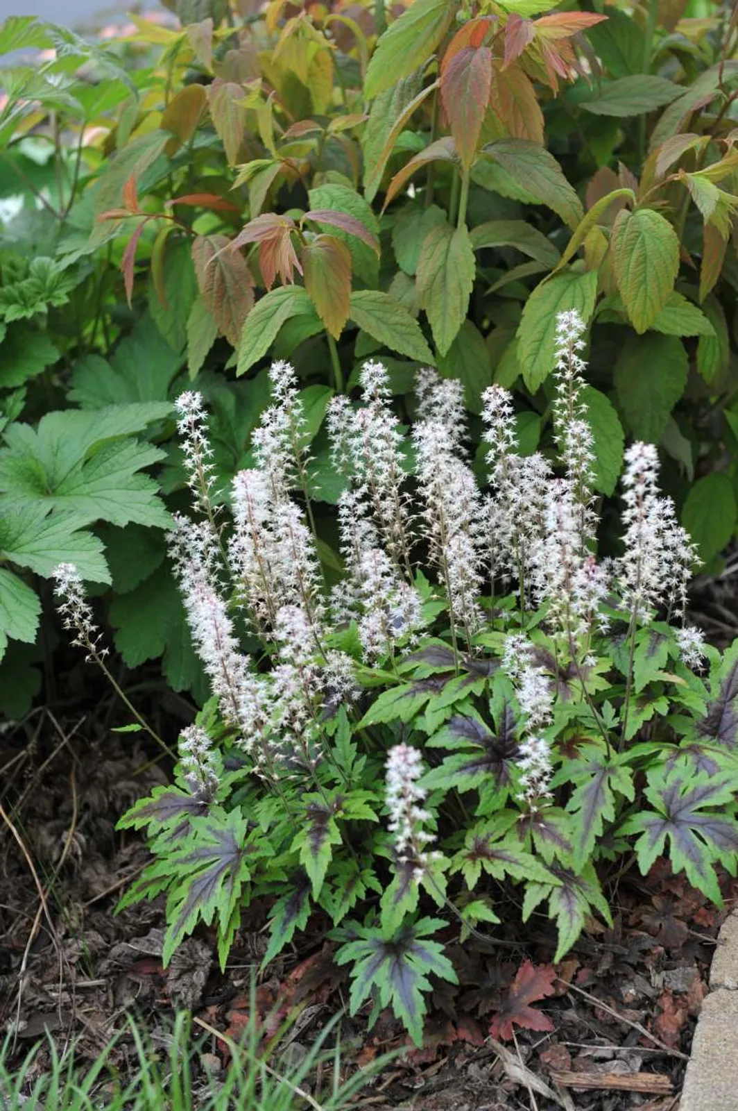 Spetsmössa 'Sugar And Spice' med vita blommor och gröna, lila kantade blad, perfekt för skuggiga trädgårdar.